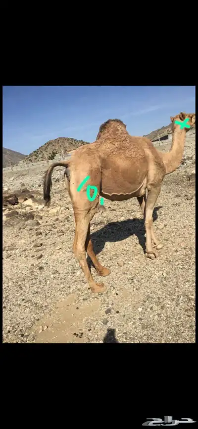 ناقه ضايعه ياهل نعمان الناقه حولكم انشدولي 0