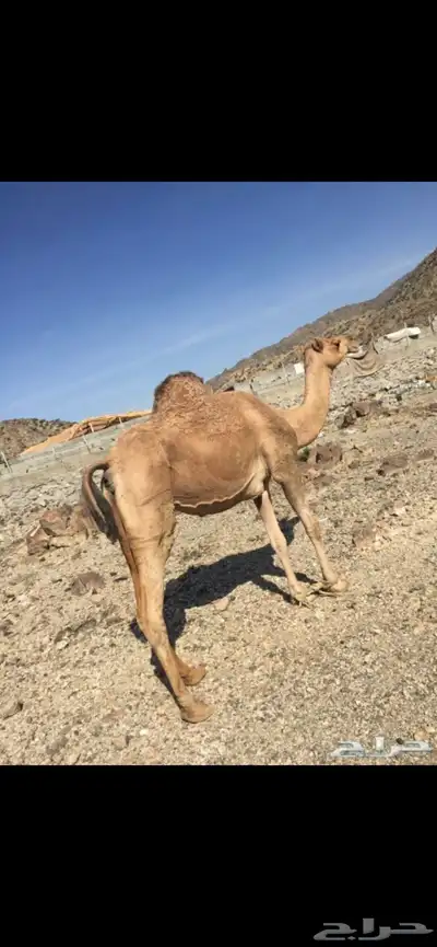 ناقه ضايعه ياهل نعمان الناقه حولكم انشدولي 3