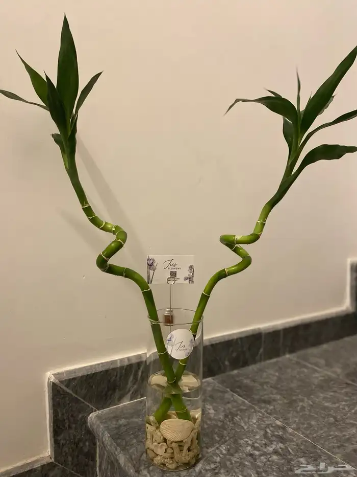 احواض سمك وأغصان بامبو  هدايا وأكثر 10