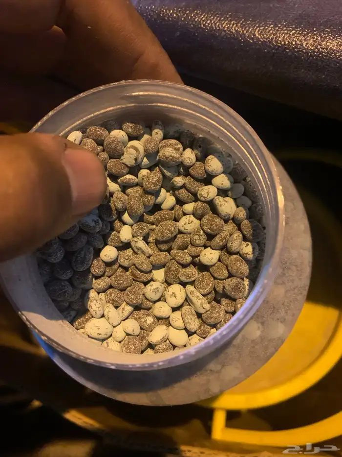 بذور طلح الفتنة 3