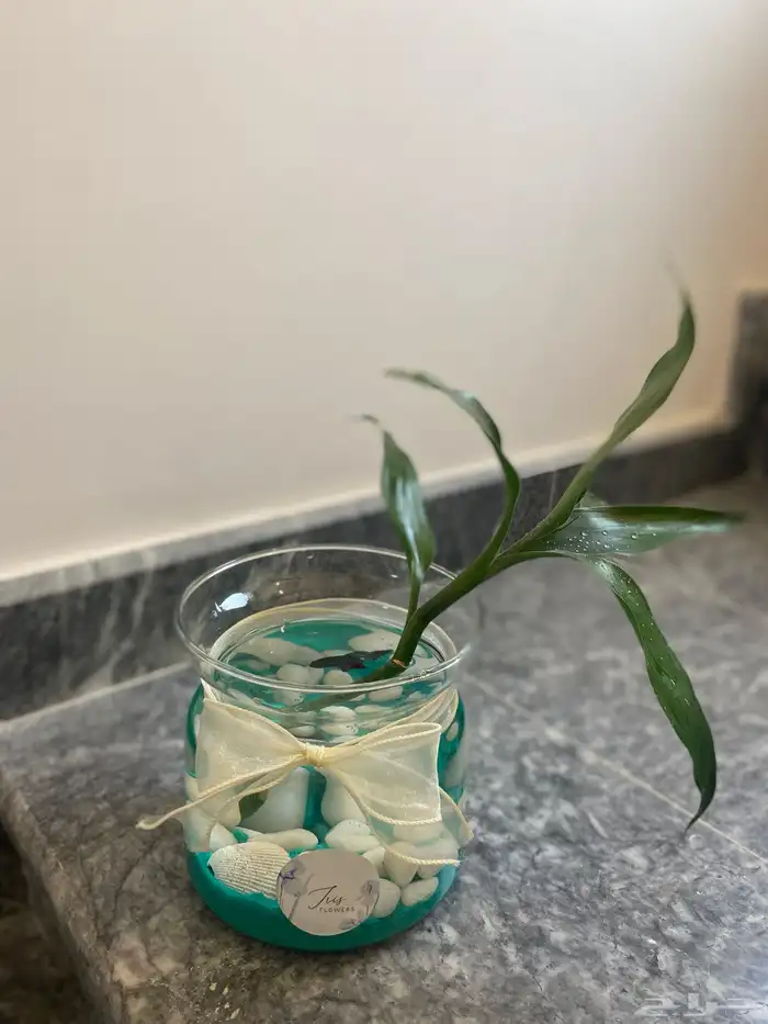 احواض سمك وأغصان بامبو  هدايا وأكثر 3