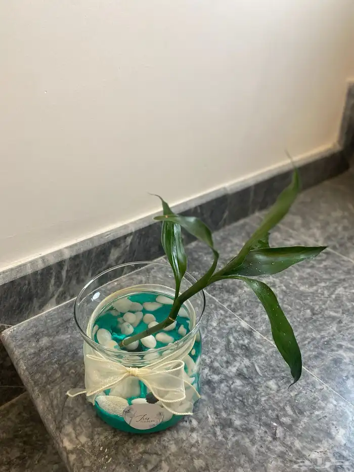 احواض سمك وأغصان بامبو  هدايا وأكثر 4