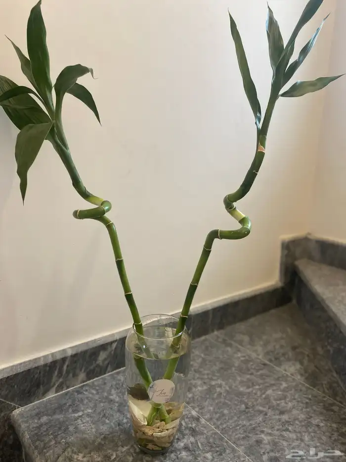 احواض سمك وأغصان بامبو  هدايا وأكثر 5