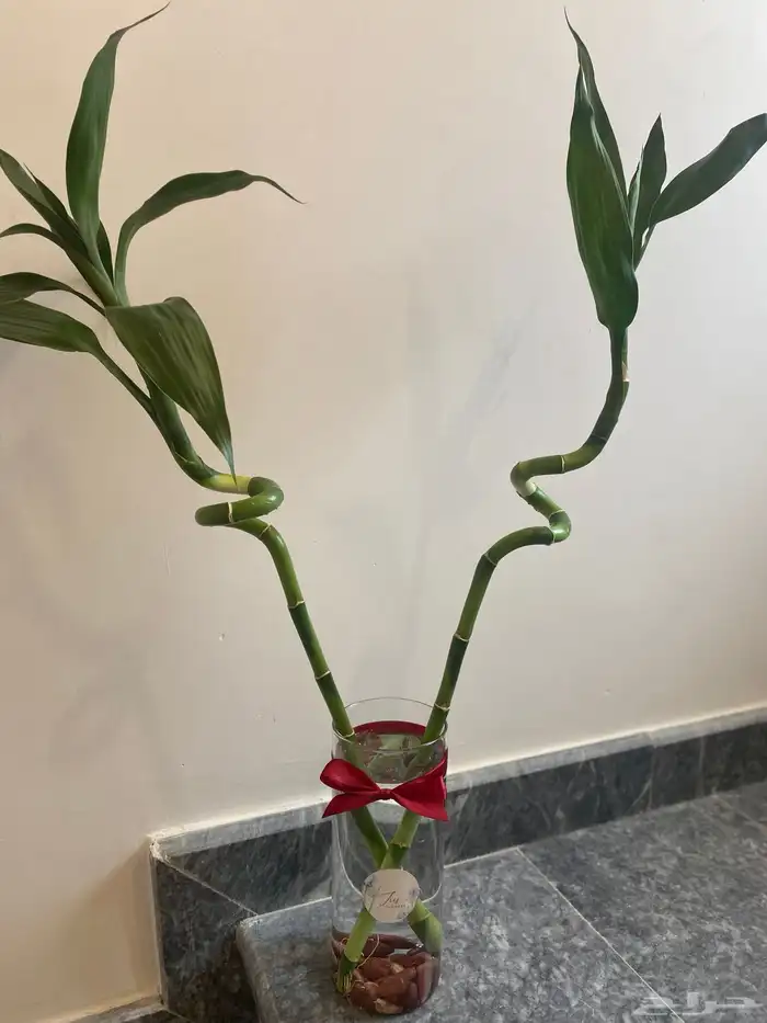 احواض سمك وأغصان بامبو  هدايا وأكثر 0