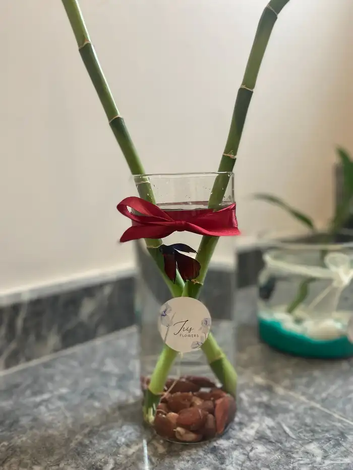 احواض سمك وأغصان بامبو  هدايا وأكثر 2