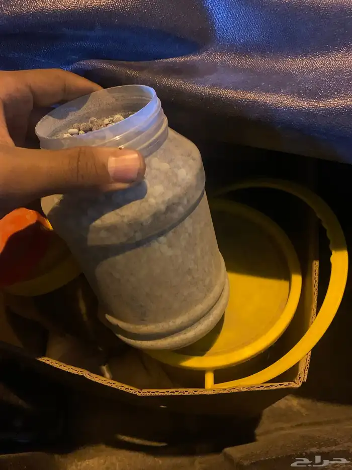 بذور طلح الفتنة 2