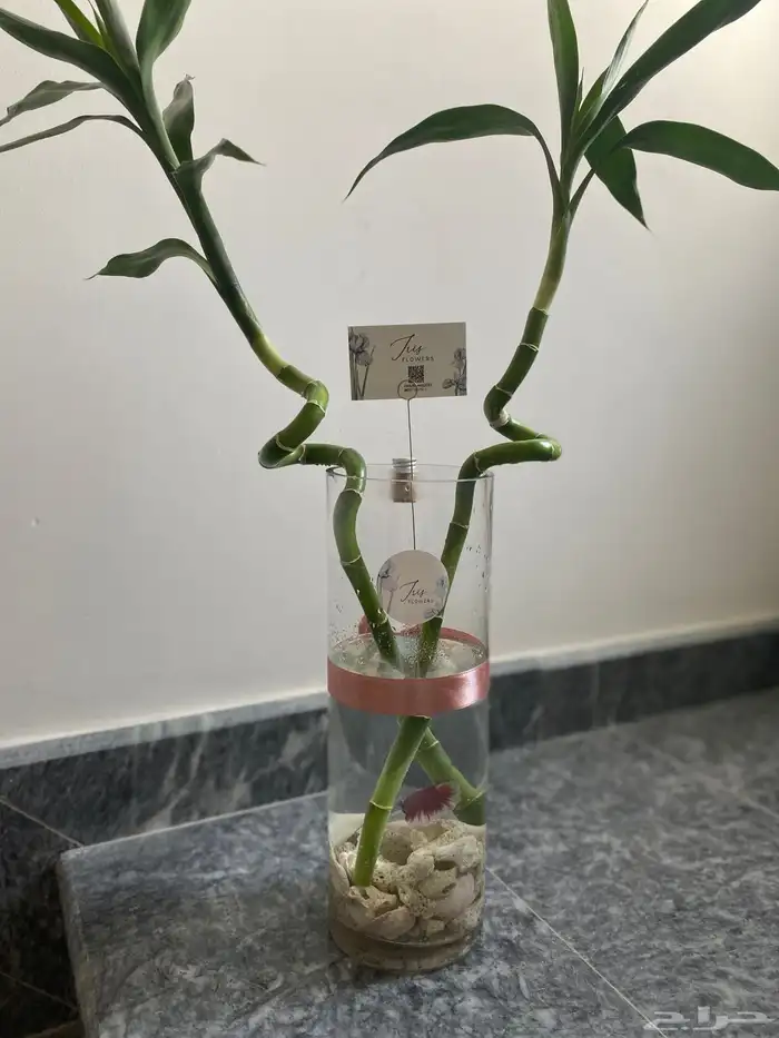 احواض سمك وأغصان بامبو  هدايا وأكثر 11