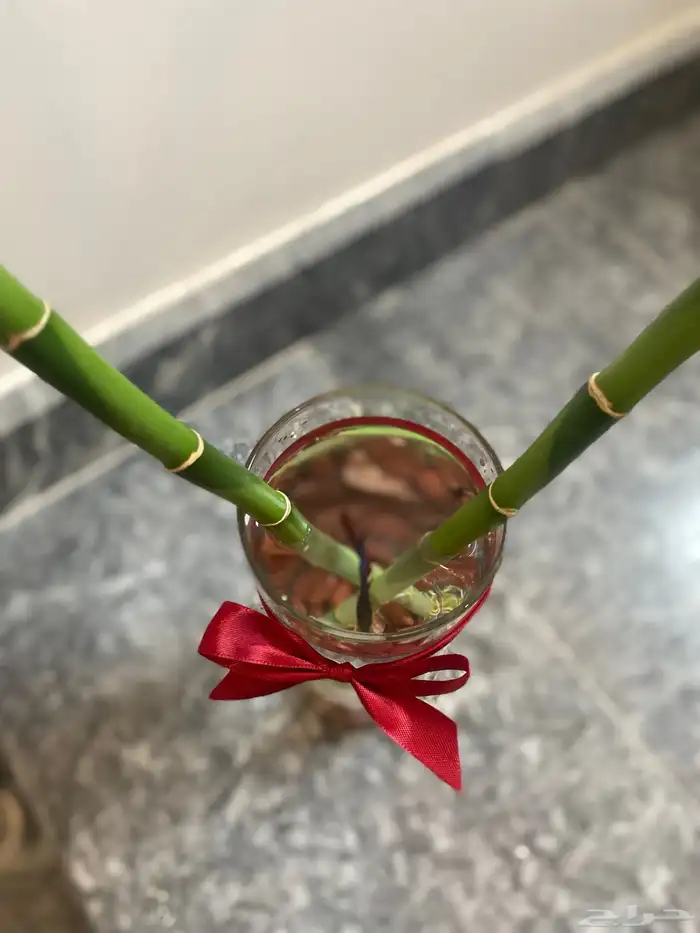 احواض سمك وأغصان بامبو  هدايا وأكثر 1