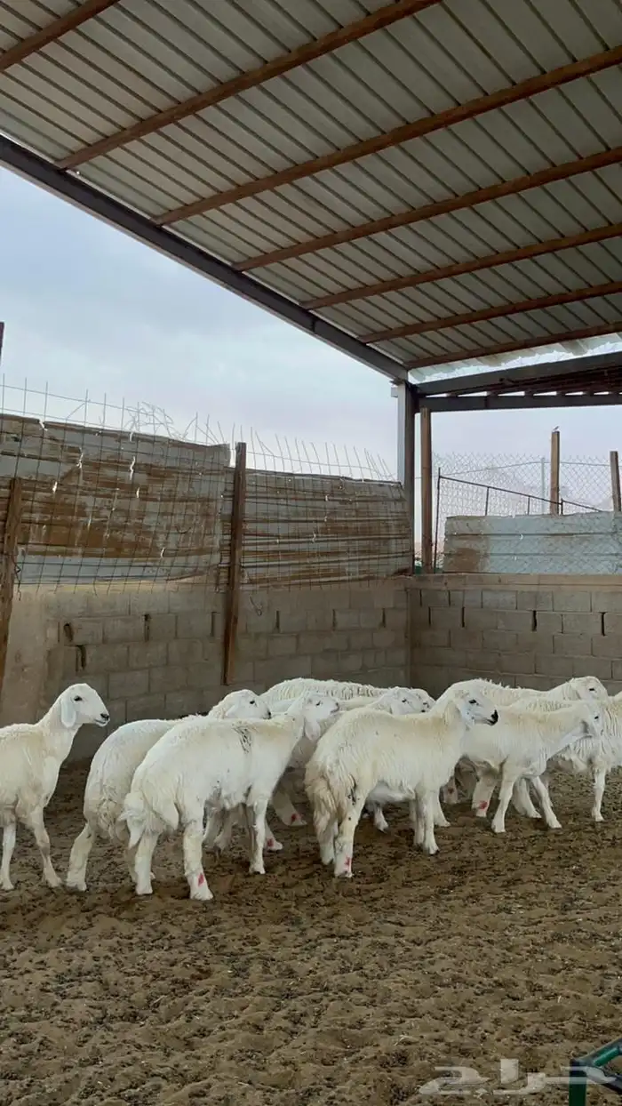 خرفان حريات 3