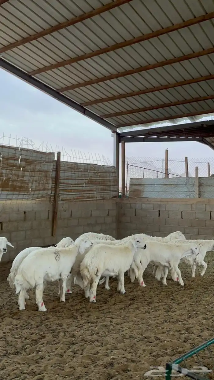 خرفان حريات 4