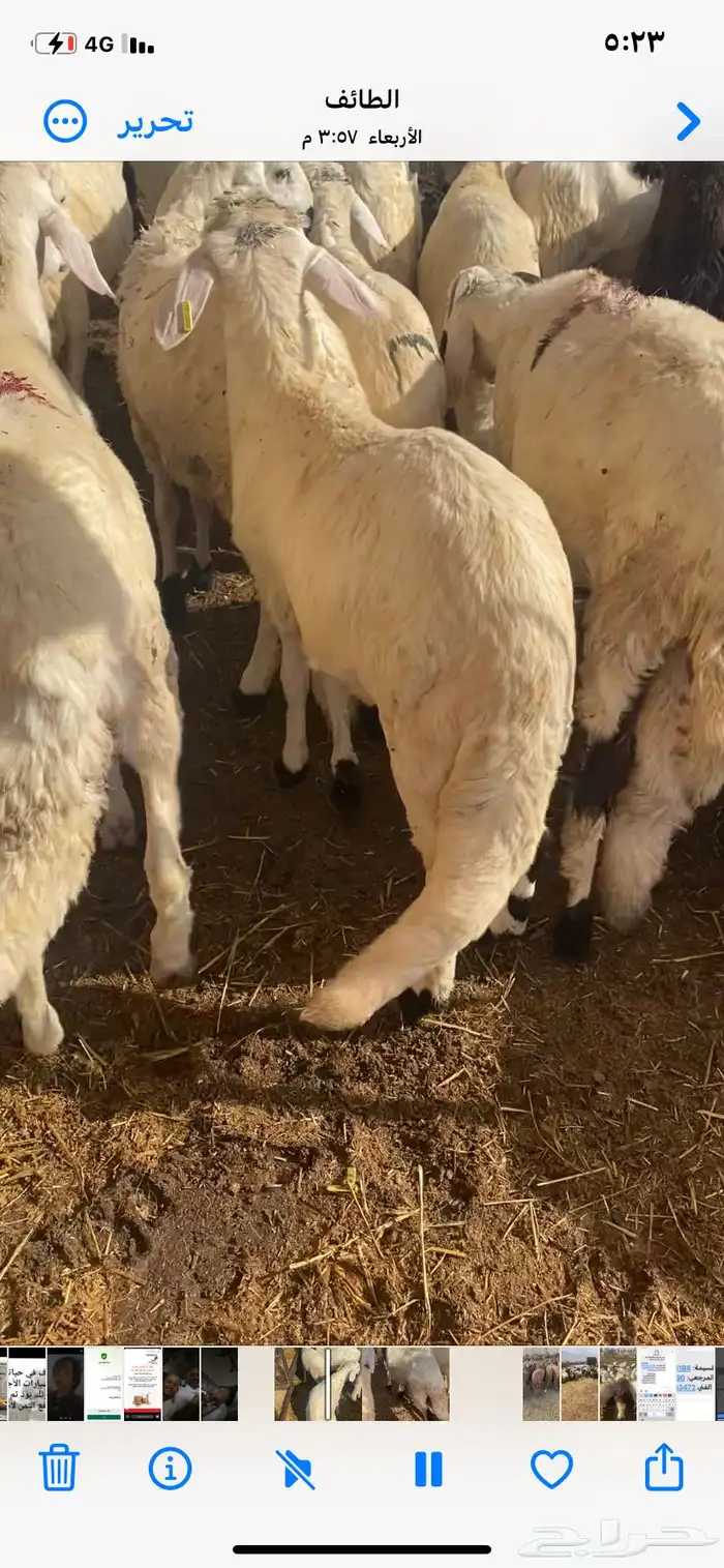 طليان سواكن بيض 7