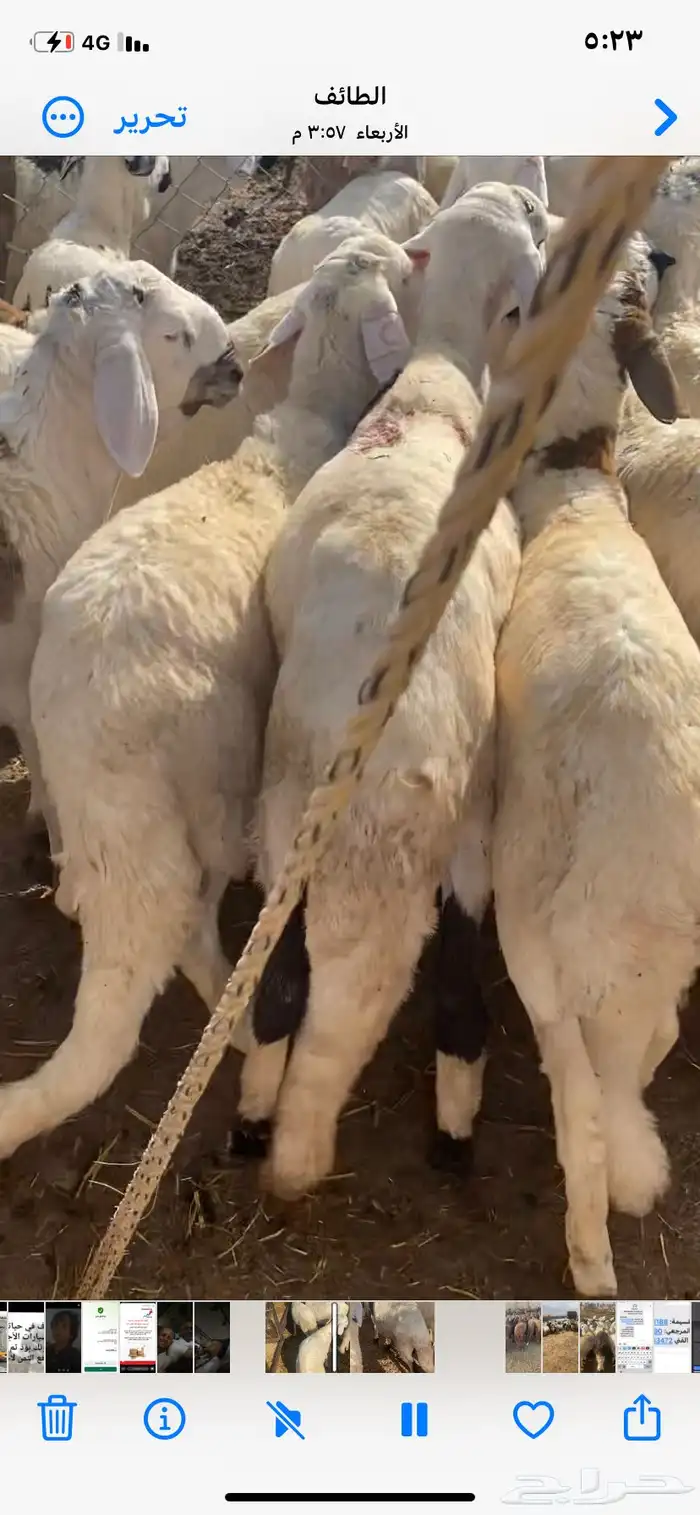 طليان سواكن بيض 5