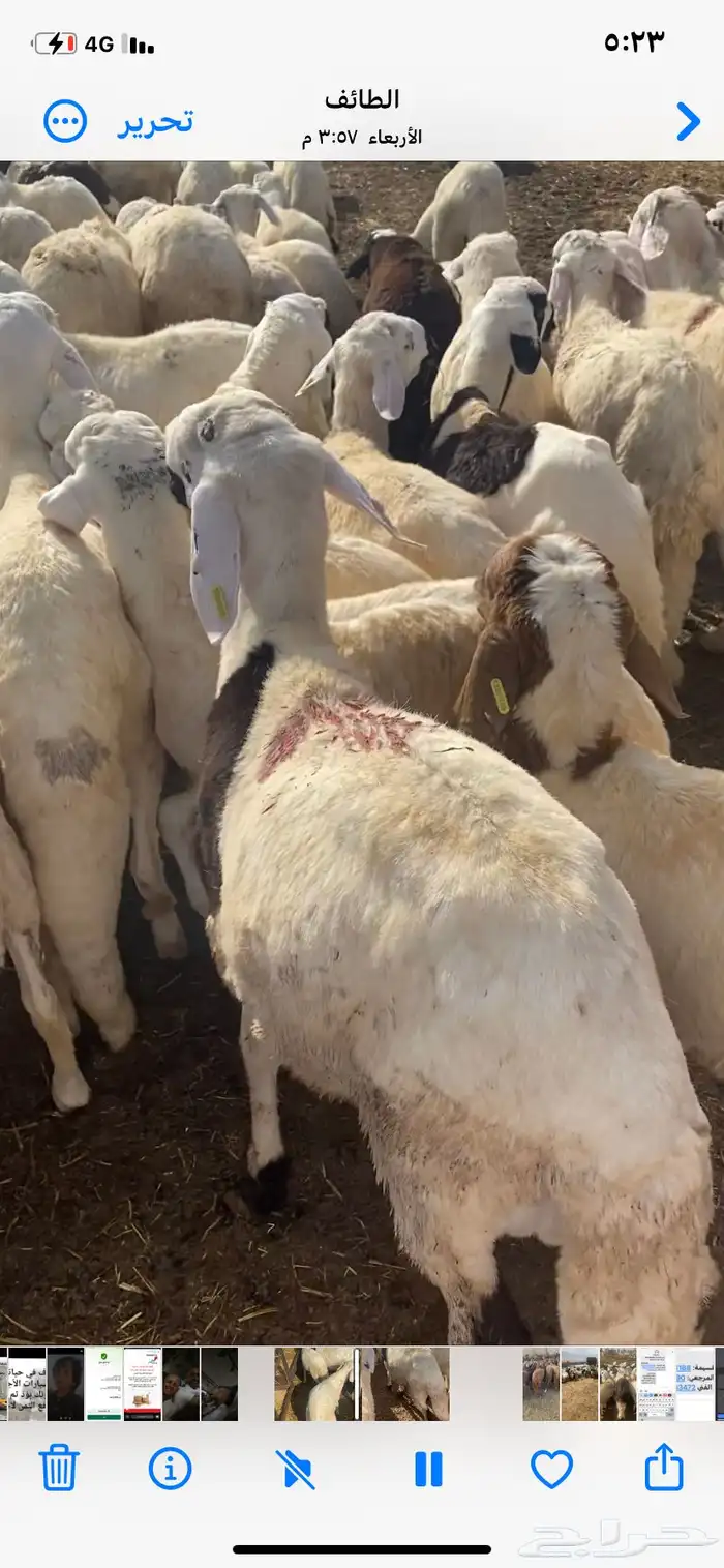 طليان سواكن بيض 4