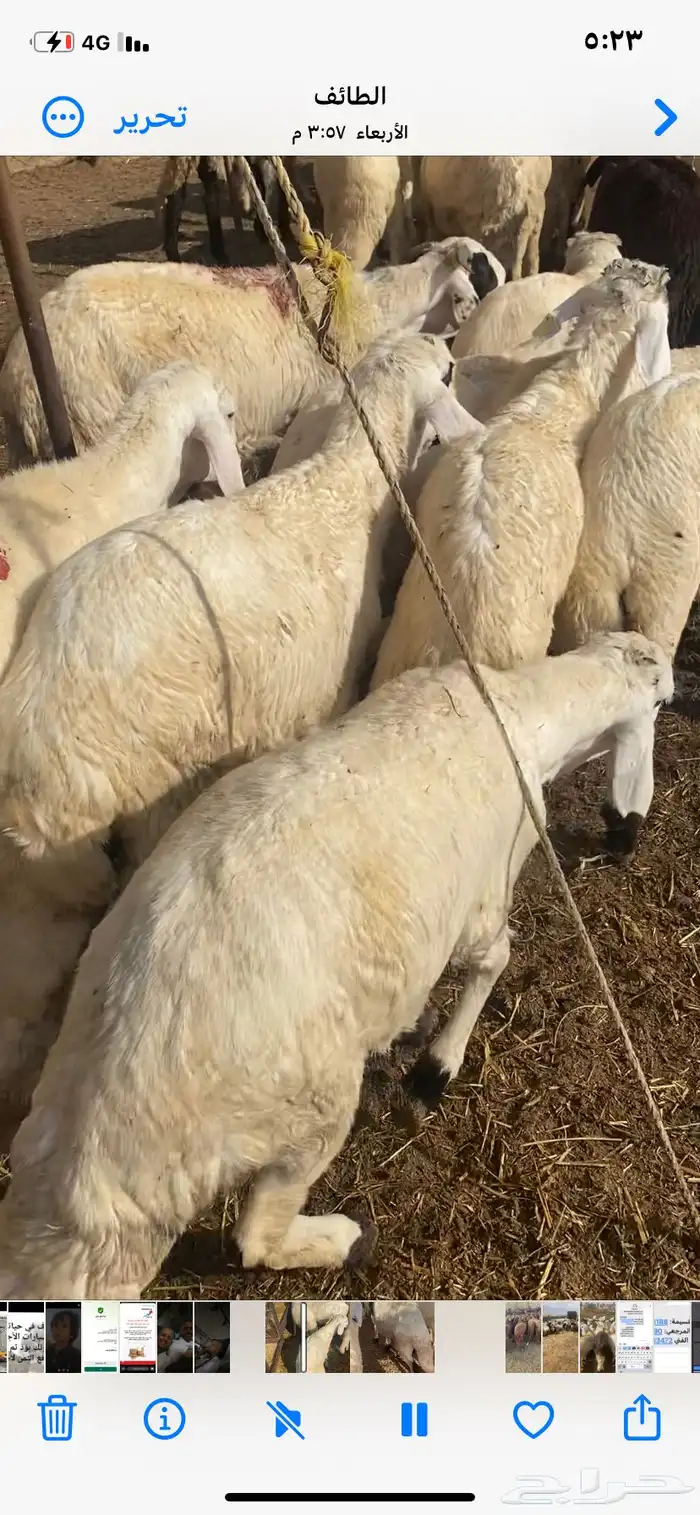 طليان سواكن بيض 10