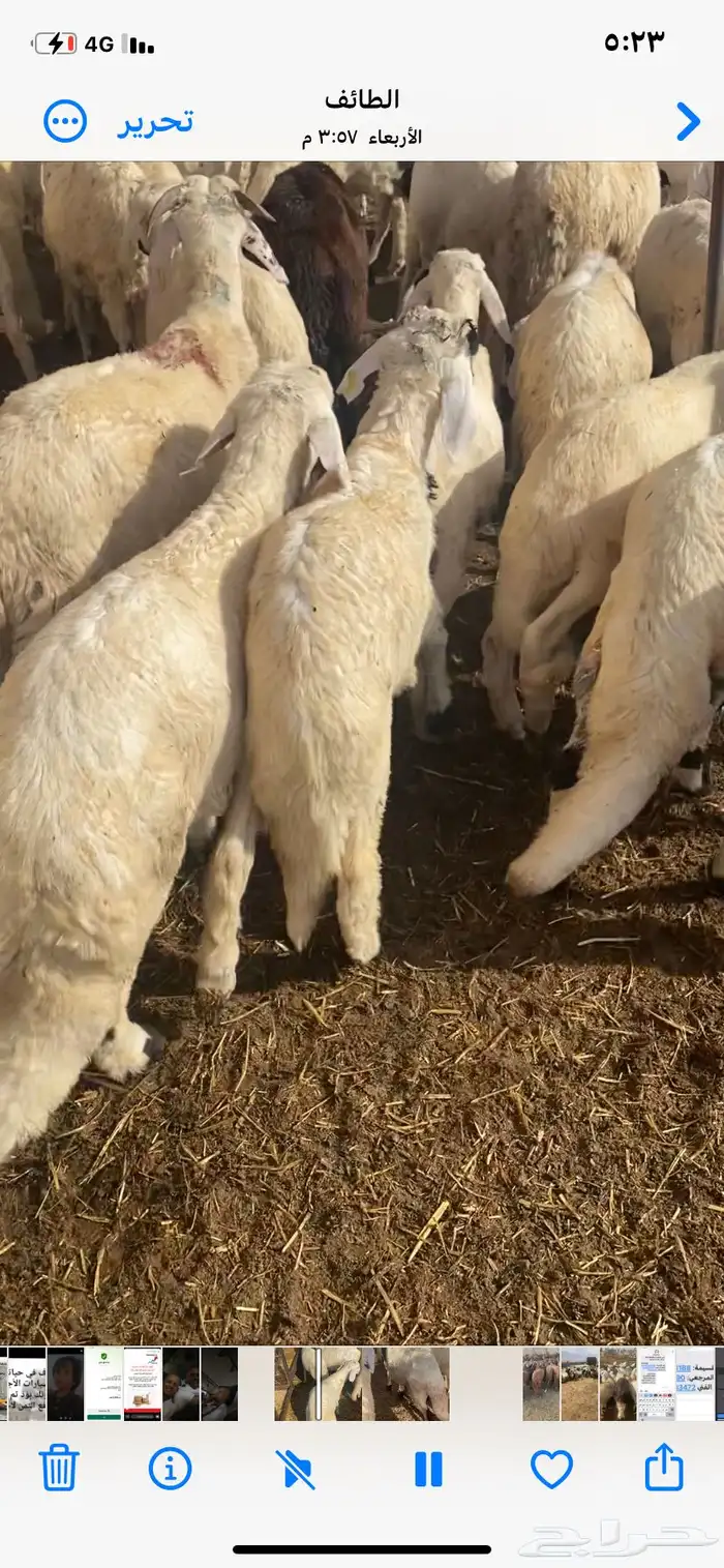 طليان سواكن بيض 8