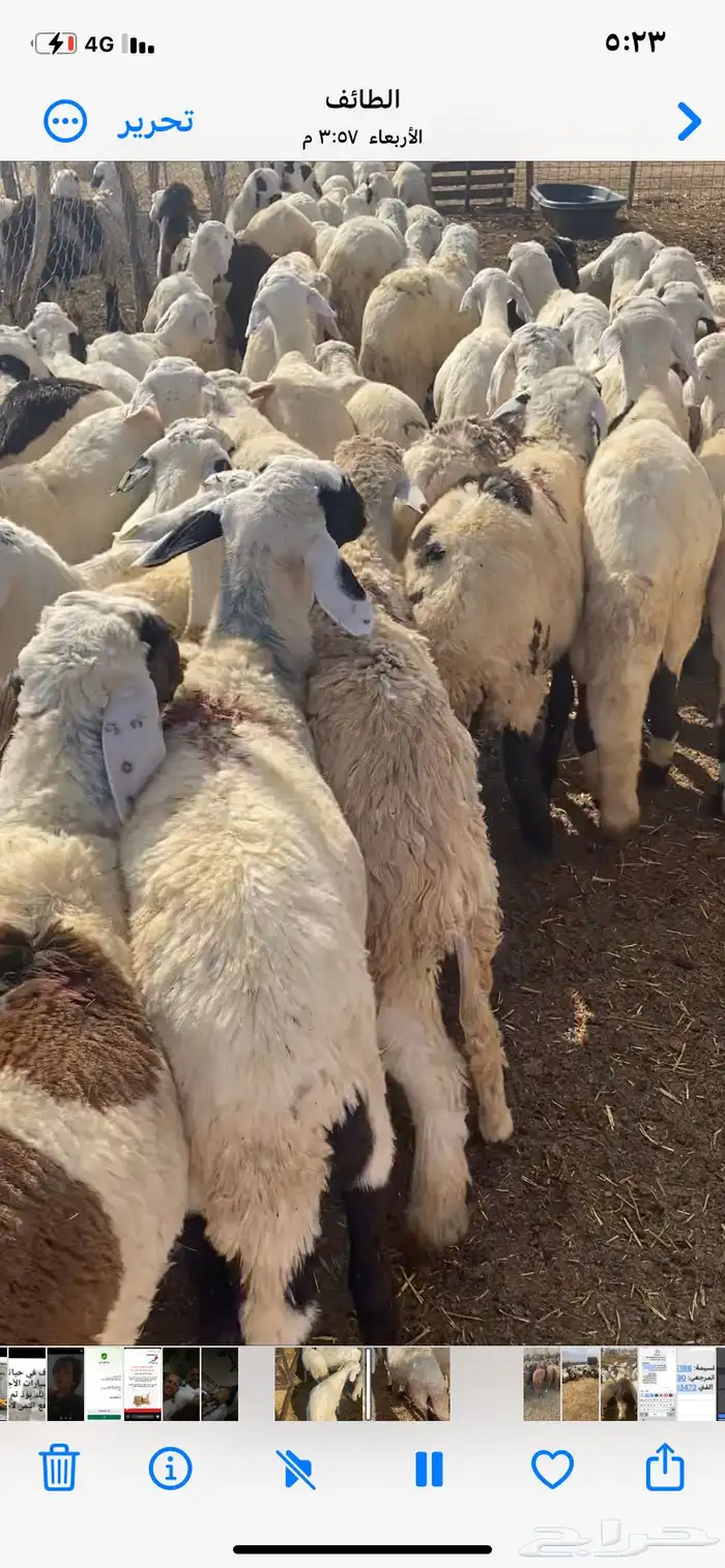طليان سواكن بيض 3