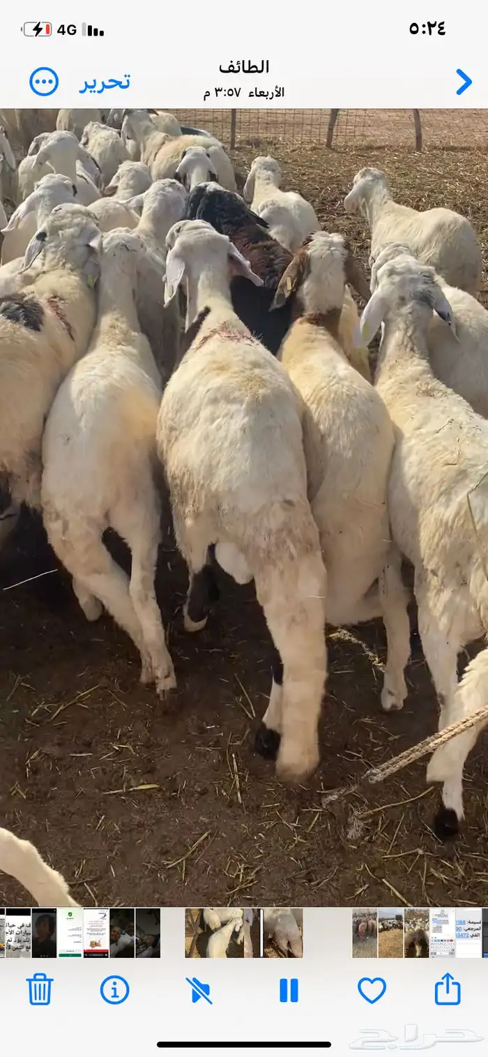 طليان سواكن بيض 1