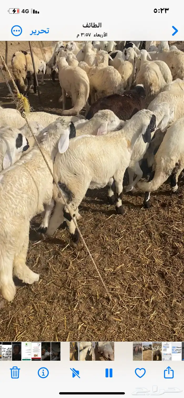 طليان سواكن بيض 9