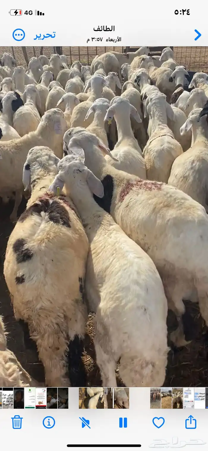 طليان سواكن بيض 0