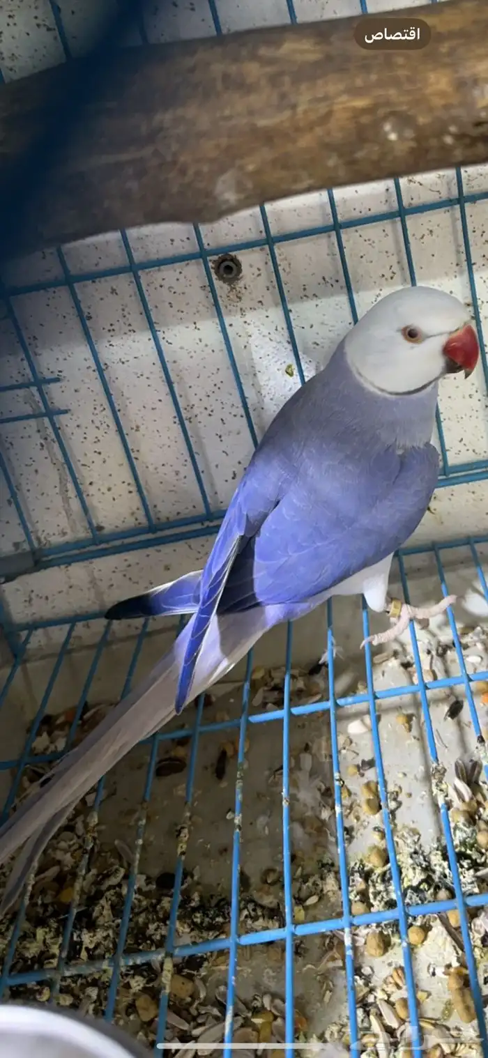 زوج درة كلير تل دبل فاكتور 0