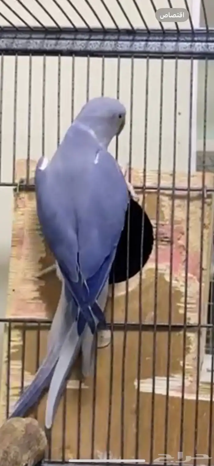 زوج درة كلير تل دبل فاكتور 3