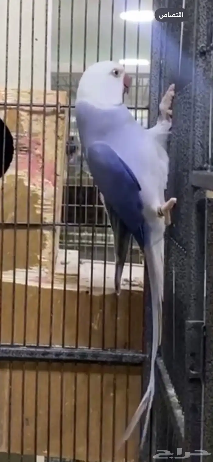 زوج درة كلير تل دبل فاكتور 2