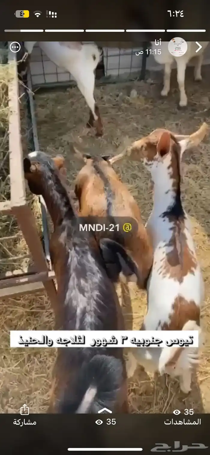 ((حنيذ ابو اسامه)) الحنيذ الجنوبي على اصوله 6
