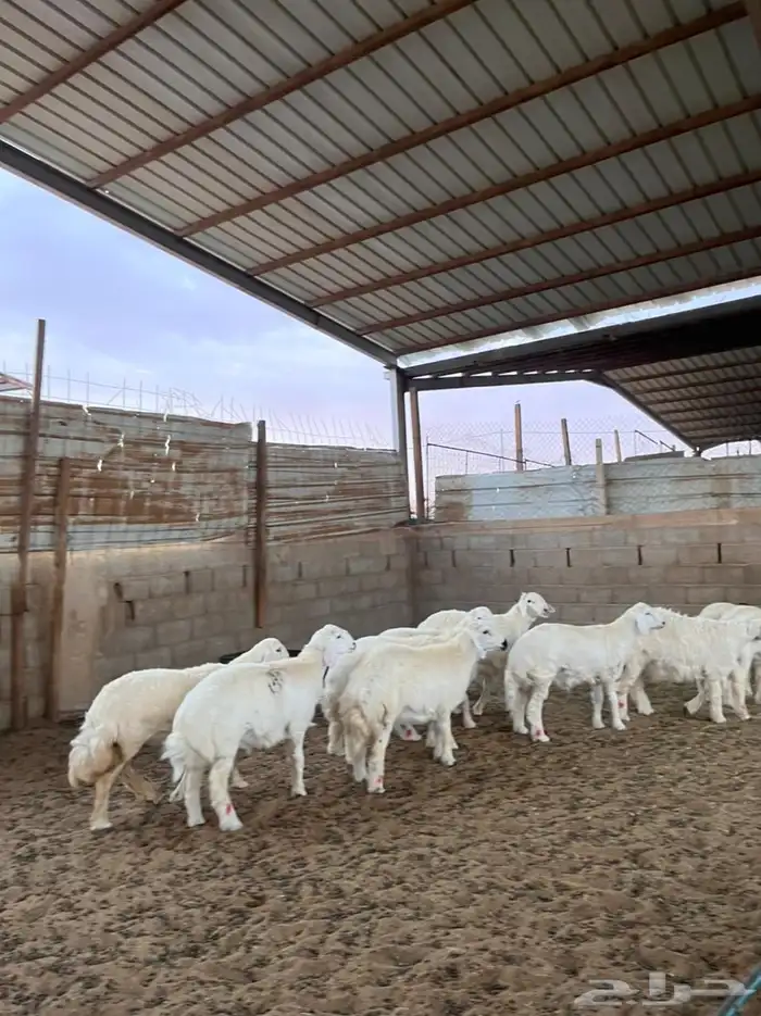 خرفان حريات 2