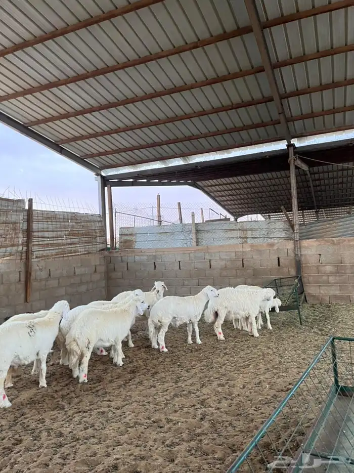 خرفان حريات 0