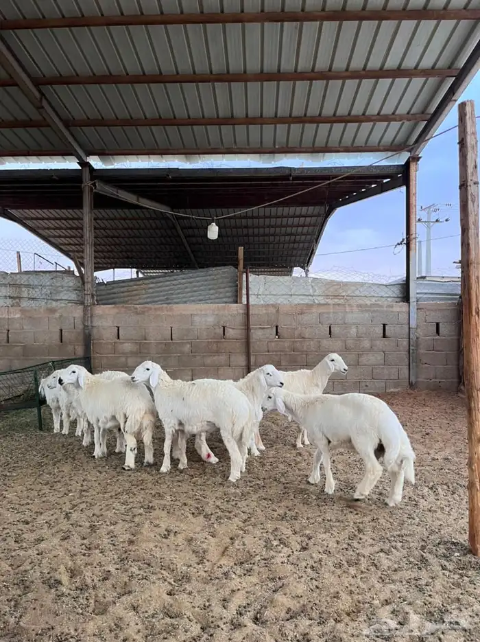 خرفان حريات 5