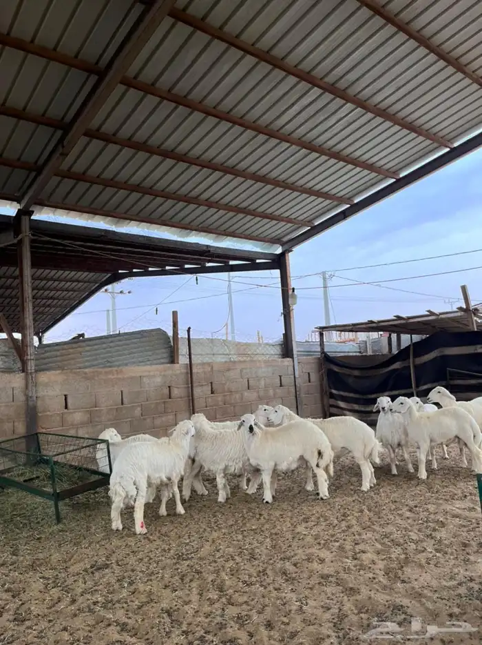 خرفان حريات 1