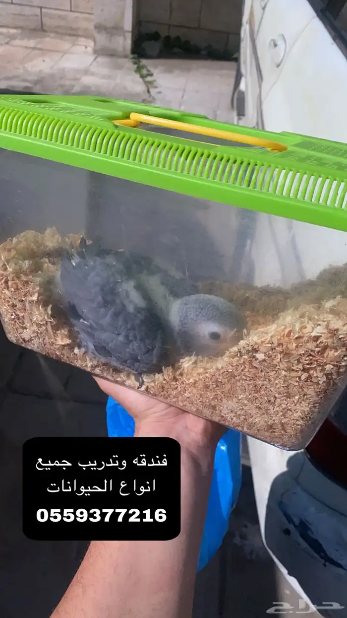فندق فاخر لحيوانك الأليف  راحة لك  ورفاهية له 0