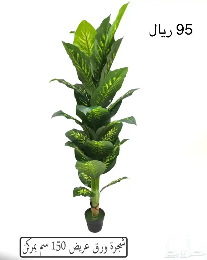 شجر بامبو 14