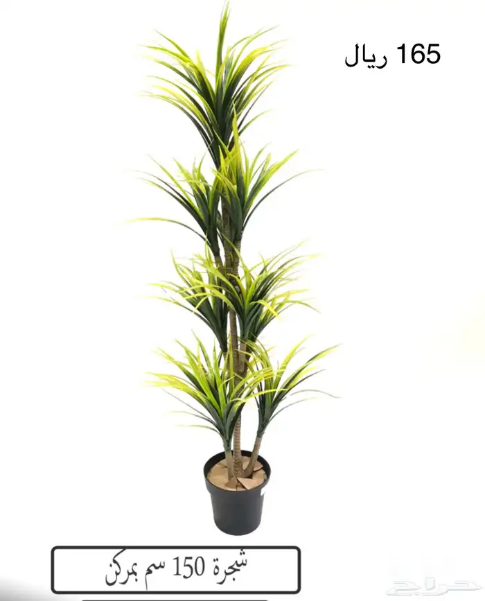 شجر بامبو 11