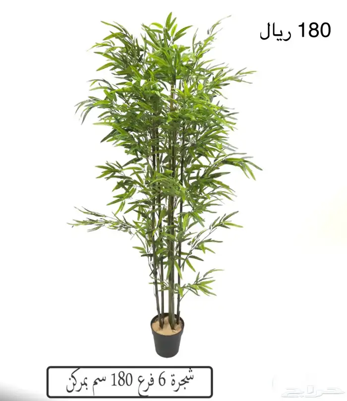 شجر بامبو 6