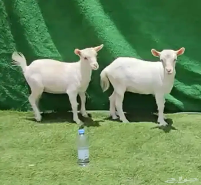 الماعز القزم انتاج 19