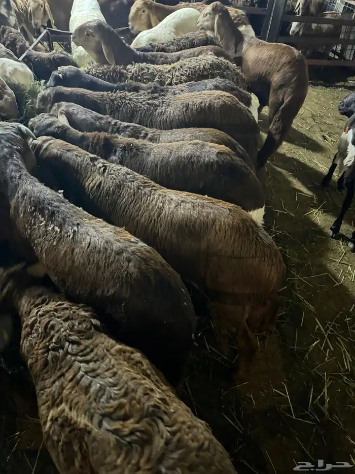 سواكن تربية الطايف بياض اللحم 7