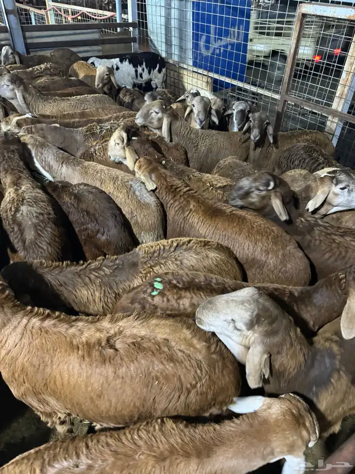 سواكن تربية الطايف بياض اللحم 1