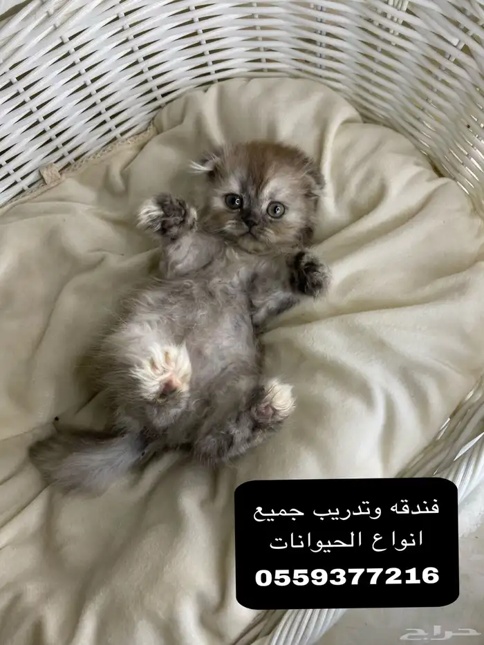فندق فاخر لحيوانك الأليف  راحة لك  ورفاهية له 4