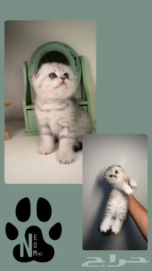 قطط تابي قطط تمارا قطط اقساط سكوتش فولد متجر قطط قطط للبيع 2