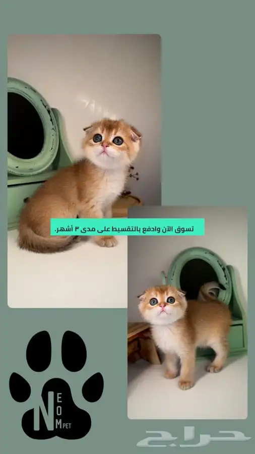 قطط تابي قطط تمارا قطط اقساط سكوتش فولد متجر قطط قطط للبيع 1