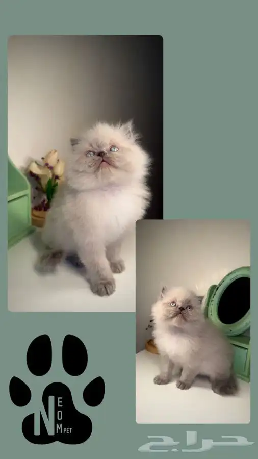 قطط تابي قطط تمارا قطط اقساط سكوتش فولد متجر قطط قطط للبيع 3
