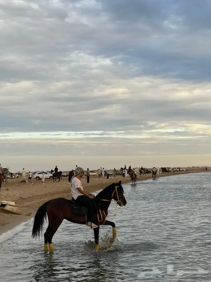 ايواء الخيل 11