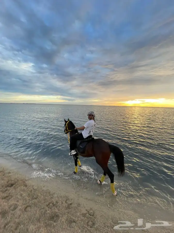 ايواء الخيل 12