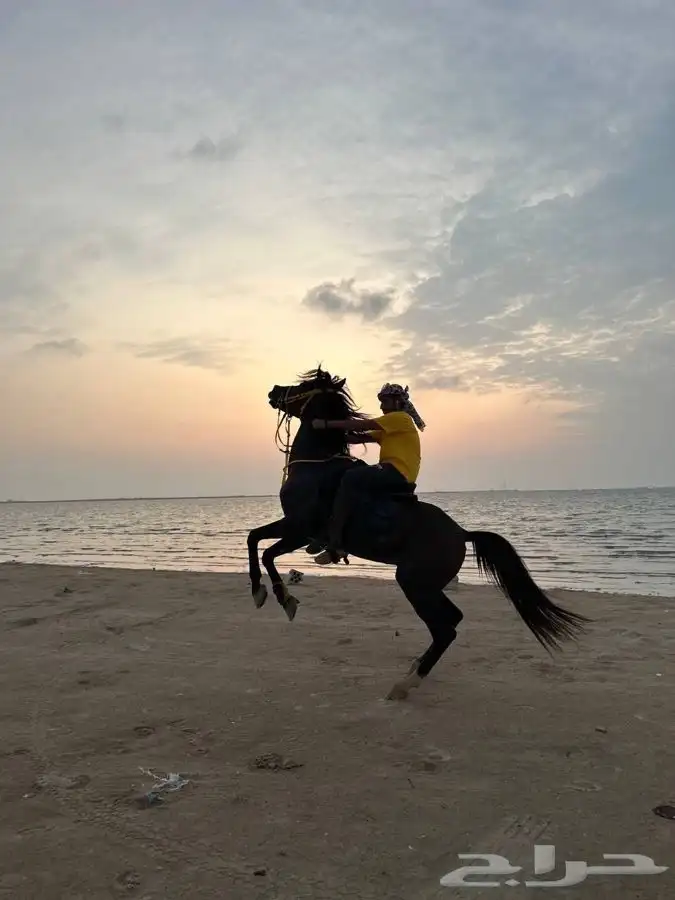 ايواء الخيل 10