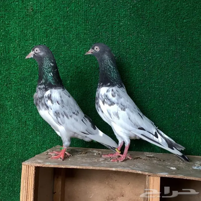 جوز تيدي صافي بيور تم البيع 0