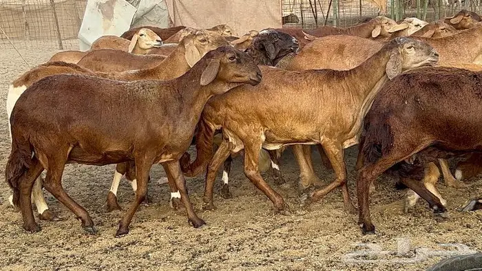 غنم مقاني سواكنيات صنف 50 تحتها 4 2