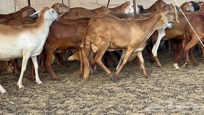 غنم مقاني سواكنيات صنف 50 تحتها 4 8