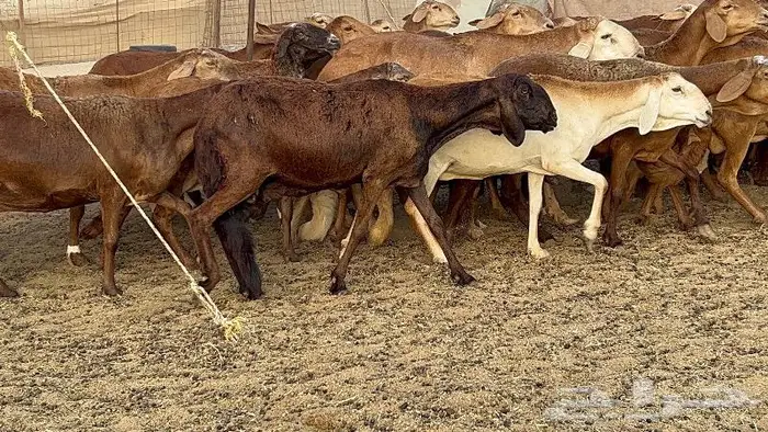 غنم مقاني سواكنيات صنف 50 تحتها 4 10