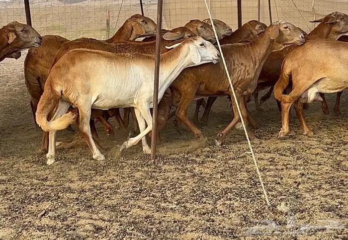 غنم مقاني سواكنيات صنف 50 تحتها 4 17